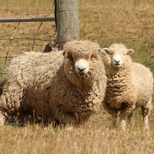 Cos’è la lana merino e quali sono le sue caratteristiche