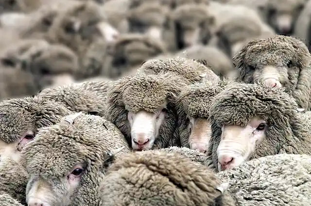 Cosa e la lana merino e quali sono le sue caratteristiche